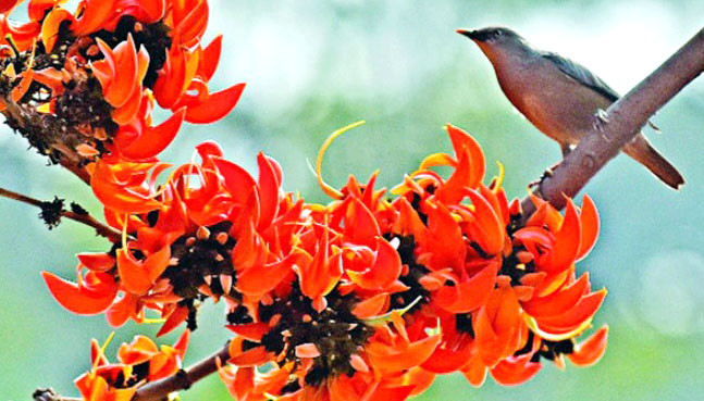 আজ পহেলা ফাল্গুন, ভালোবাসার দিন